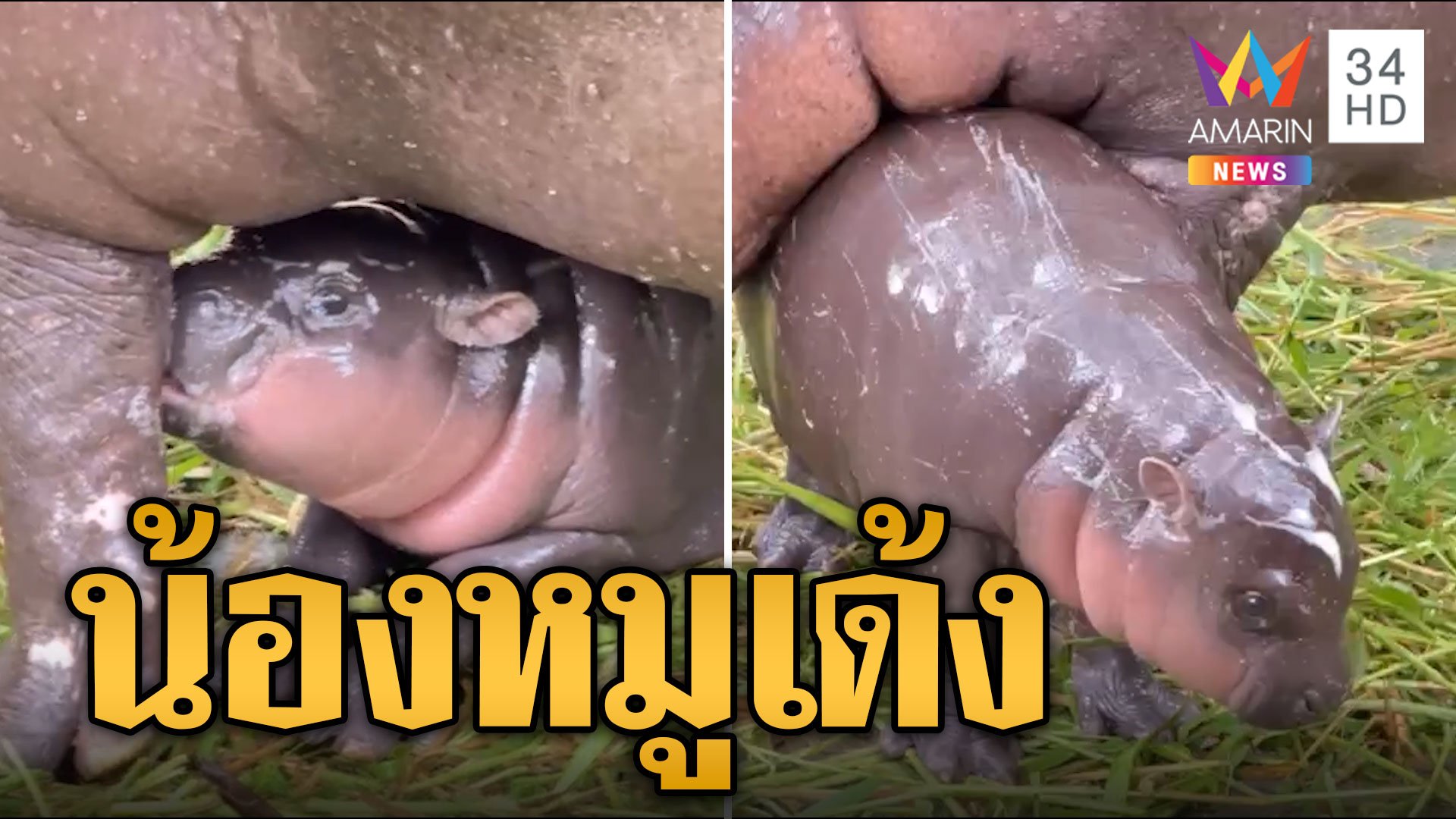 น่ารักมาก น้องหมูเด้ง ชื่อลูกฮิปโปแคระสวนสัตว์เขาเขียว | ข่าวอรุณอมรินทร์ | 21 ส.ค. 67 | AMARIN TVHD34