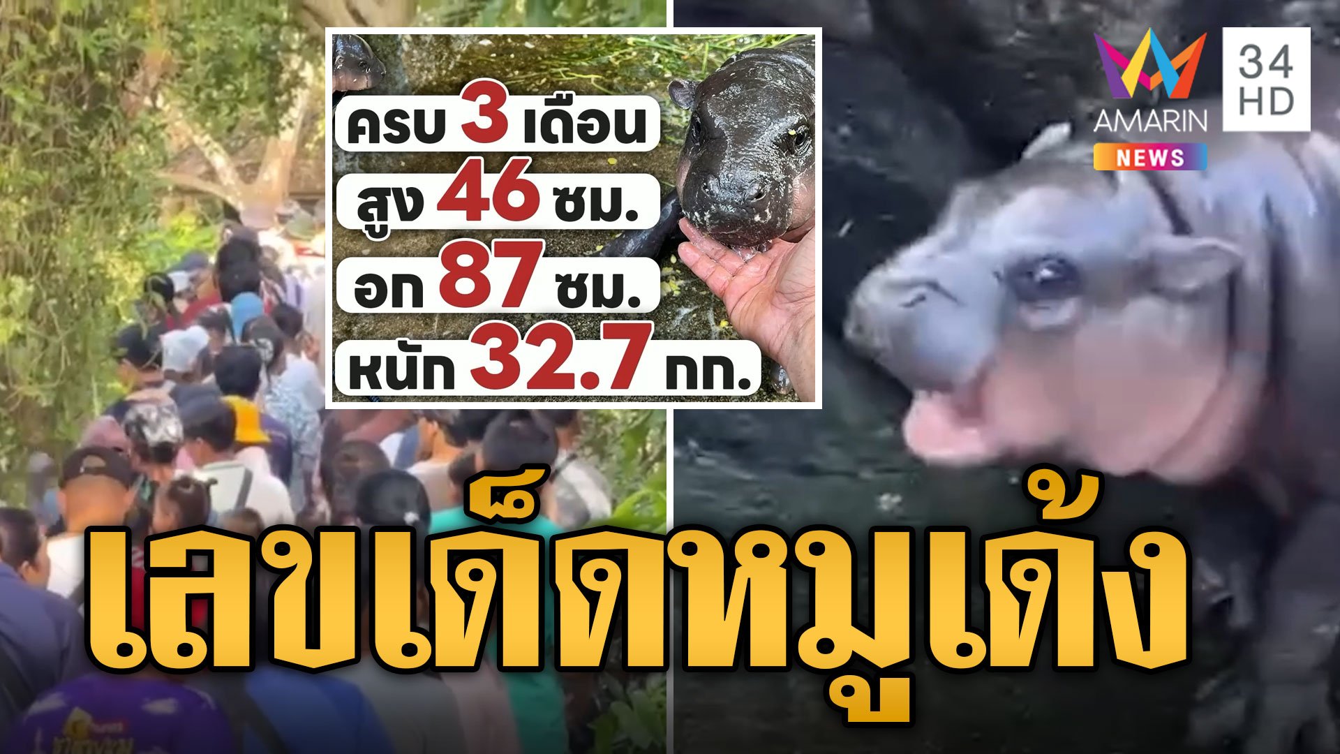 คิวแน่นทุกวัน! นทท.แห่ดูน้องหมูเด้ง คอหวยลุ้นโชคเลขน้ำหนัก-สวนสูง | ข่าวอรุณอมรินทร์ | 16 ต.ค. 67 | AMARIN TVHD34