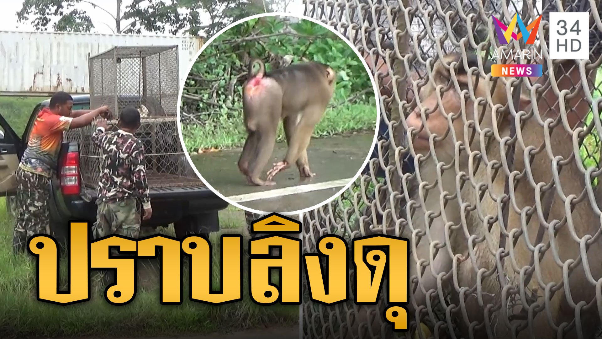 ลิงดุ! บุกบ้านไล่กัดชาวบ้าน | ข่าวเที่ยงอมรินทร์ | 20 ก.ย. 67 | AMARIN TVHD34