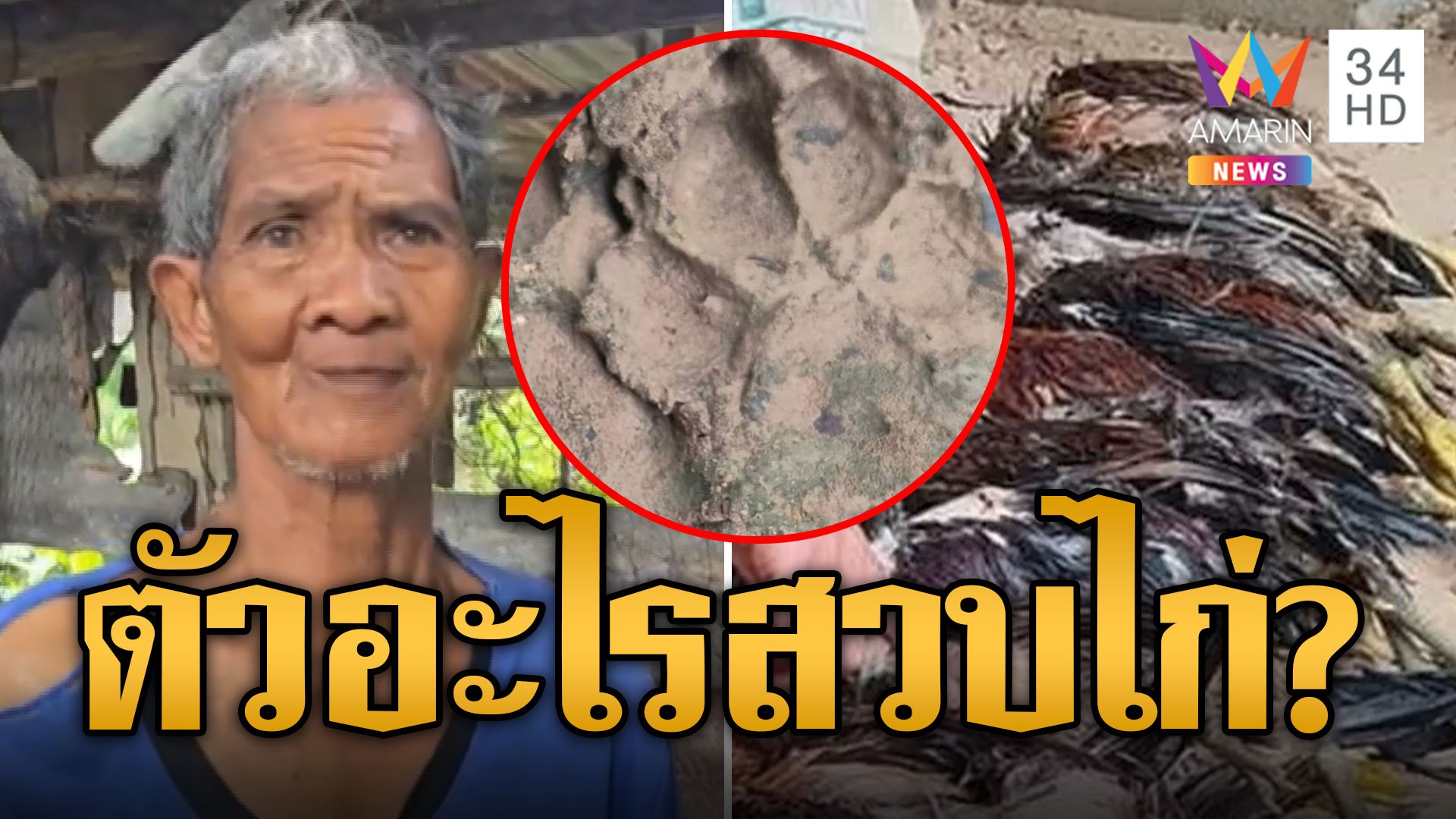 ผวาตัวอะไรย่องสวบไก่ 2 คืนซ้อน | ข่าวอรุณอมรินทร์ | 23 ก.ย. 67 | AMARIN TVHD34