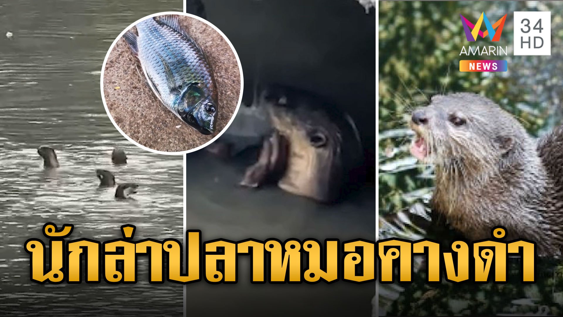 "ตัวนาก" นักล่าใหม่ พิฆาต "ปลาหมอคางดำ" | ข่าวอรุณอมรินทร์ | 24 ก.ค. 67 | AMARIN TVHD34