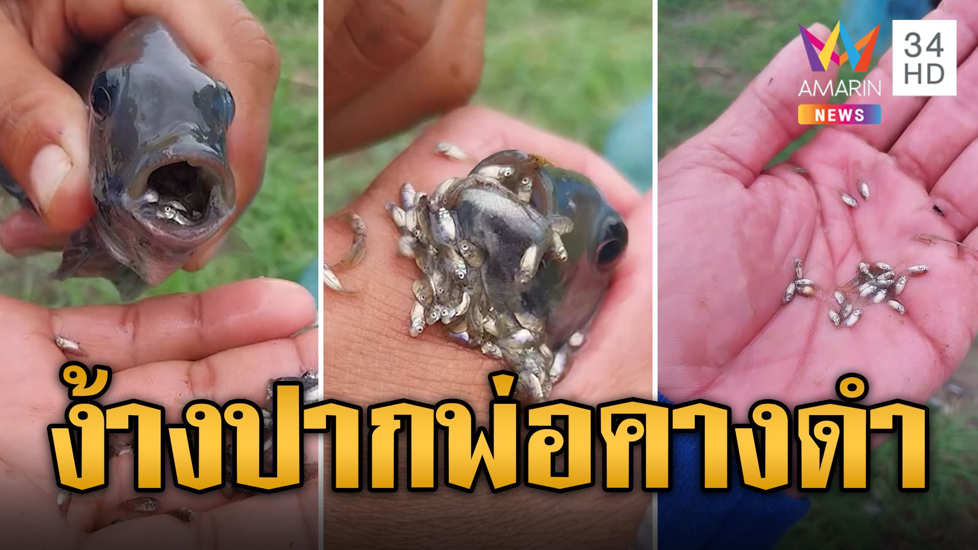 ขนลุกซู่! ง้างปากพ่อปลาหมอคางดำ ลูกทะลักฟักเป็นตัว | ข่าวอรุณอมรินทร์ | 29 ก.ค. 67 | AMARIN TVHD34