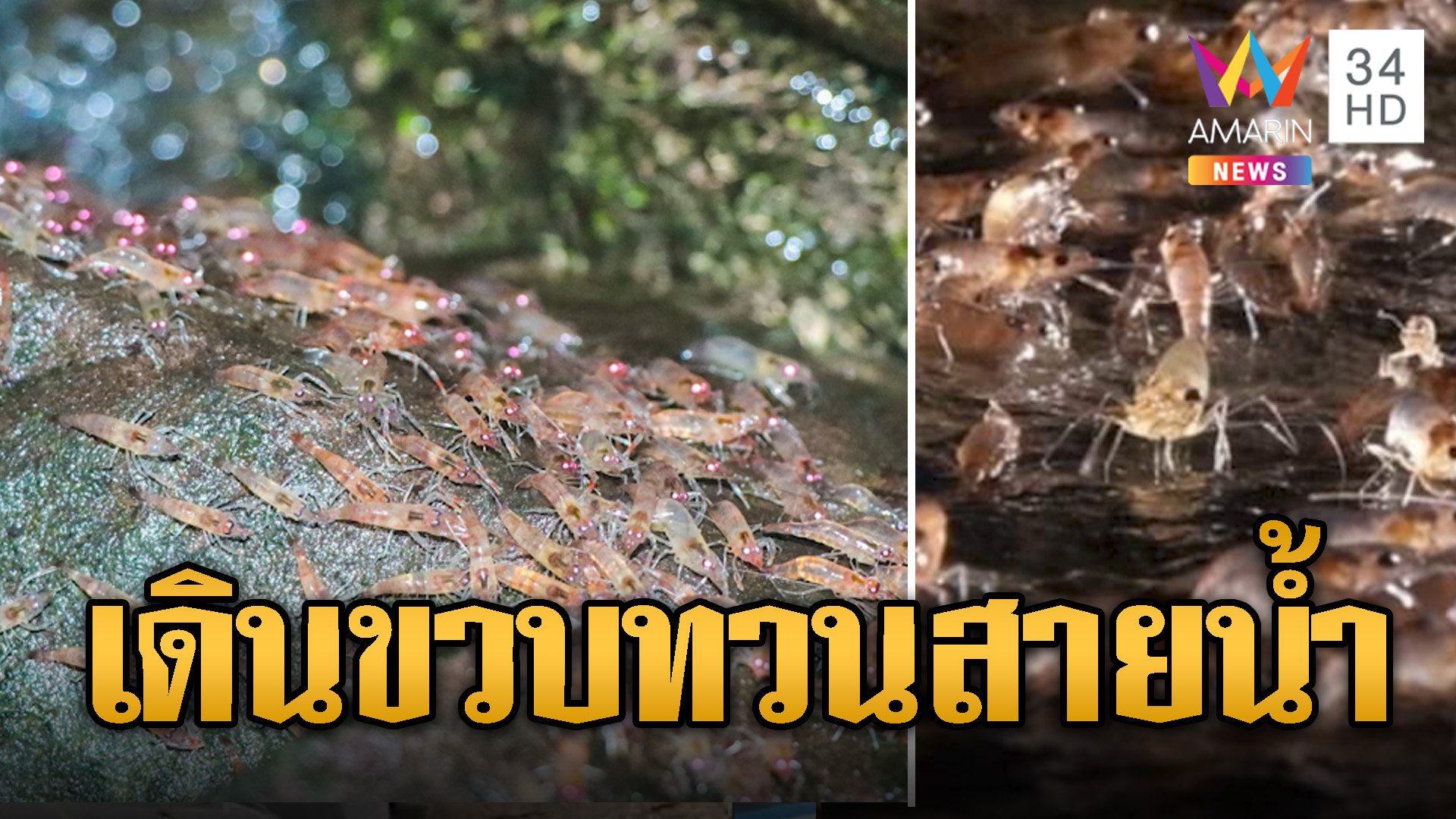 หนึ่งเดียวในโลก กุ้งนับล้านเดินขวบทวนสายน้ำ นทท.แห่ชมความมหัศจรรย์ | ข่าวอรุณอมรินทร์ | 9 ก.ย. 67 | AMARIN TVHD34