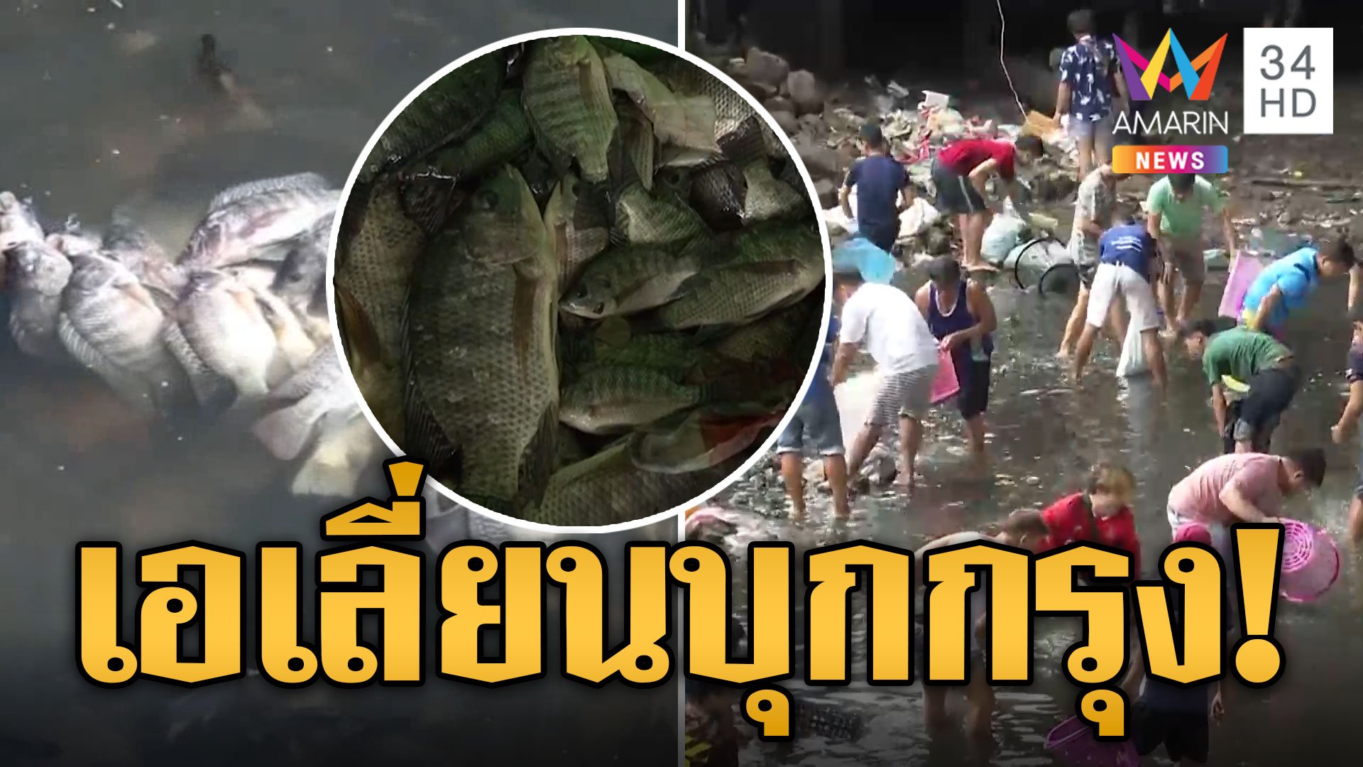 วิกฤต! ฝูงปลาหมอคางดำ โผล่ลอยคอบึงมักกะสัน | ข่าวอรุณอมรินทร์ | 16 ก.ค. 67 | AMARIN TVHD34