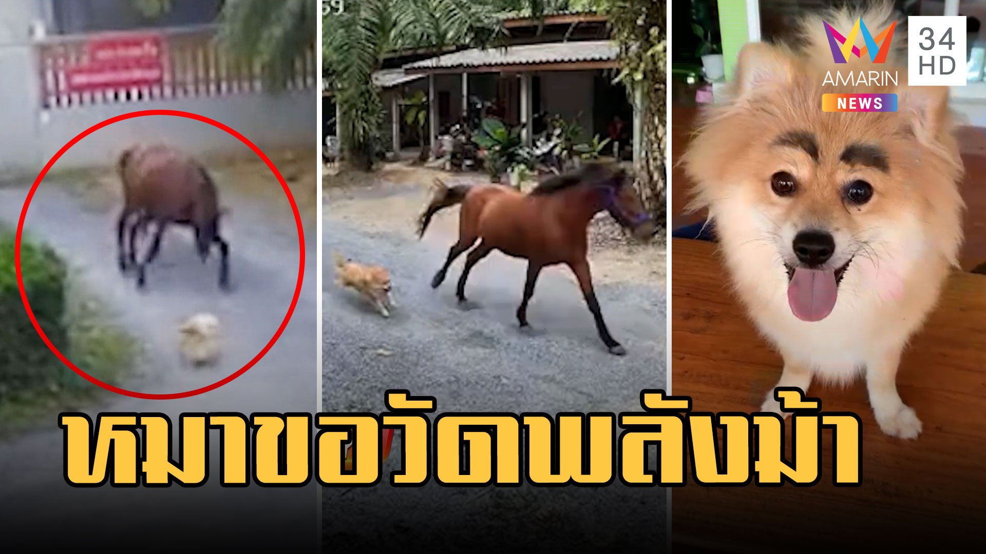 "บ็อบบี้" น้องหมาปอมขอวัดพลังม้า แมวส้มถึงกับงงอิหยังวะ | ข่าวอรุณอมรินทร์ | 24 ก.พ. 66 | AMARIN TVHD34