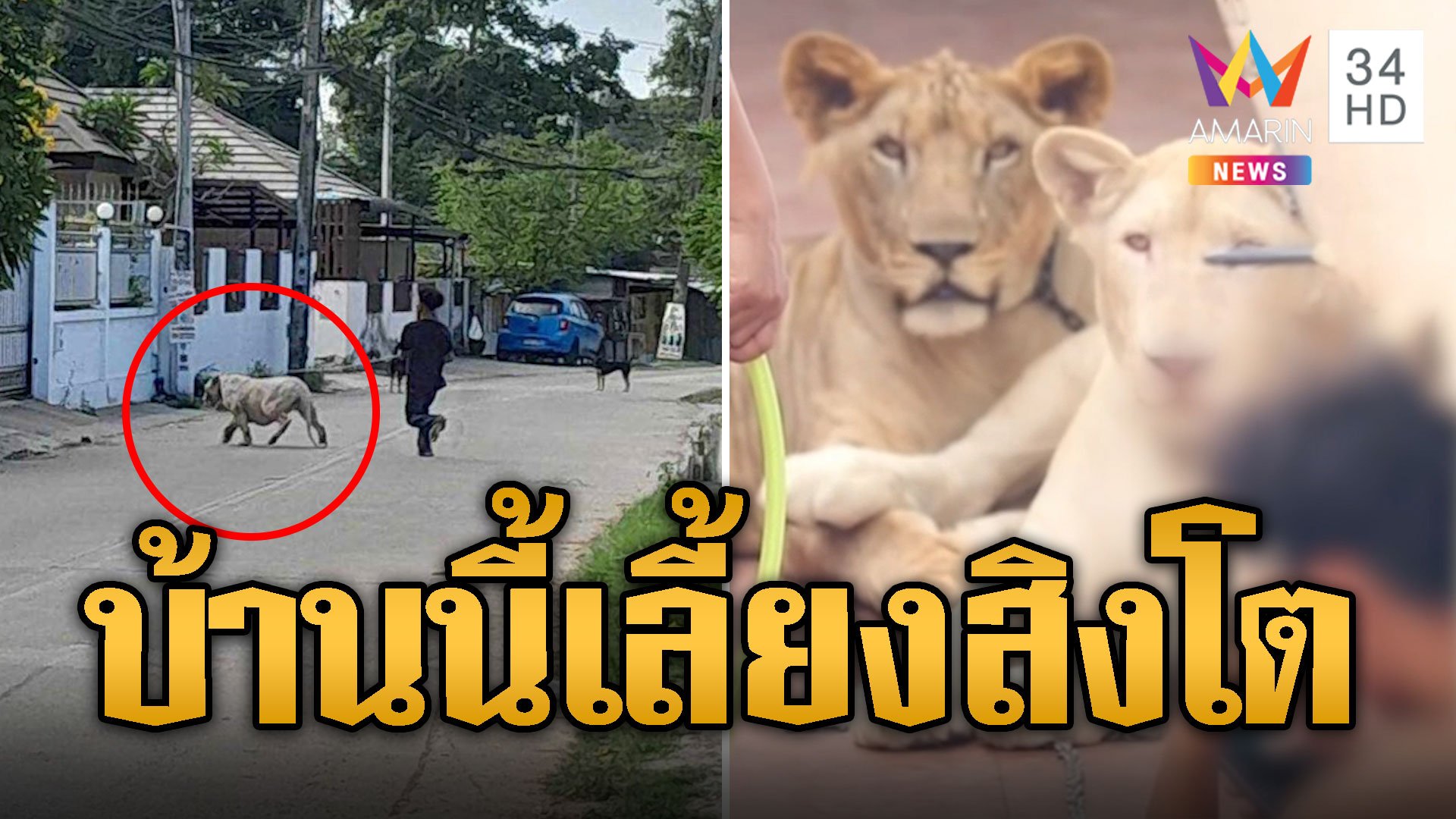ชาวบ้านผวา! สิงโต หลุดกลางเมืองชลบุรี | ข่าวอรุณอมรินทร์ | 26 ม.ค. 67 | AMARIN TVHD34