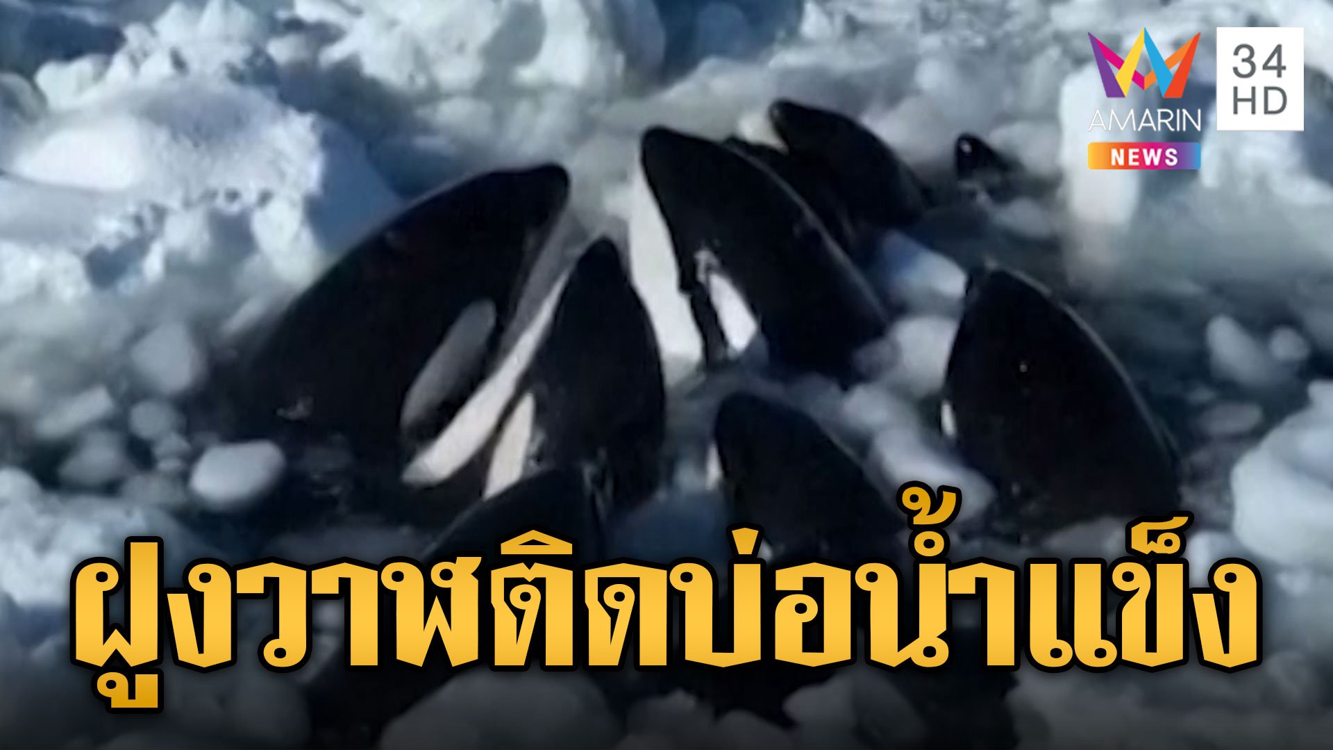 วาฬเพชฌฆาต ติดธารน้ำแข็ง หวั่นขาดใจตายทั้งฝูง | ข่าวอรุณอมรินทร์ | 7 ก.พ. 67 | AMARIN TVHD34