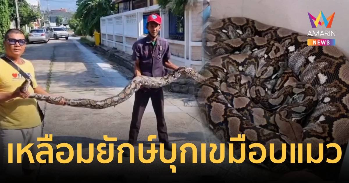 ช็อก! งูเหลือมยักษ์ยาวกว่า 5 เมตร บุกเขมือบแมวในบ้าน 
