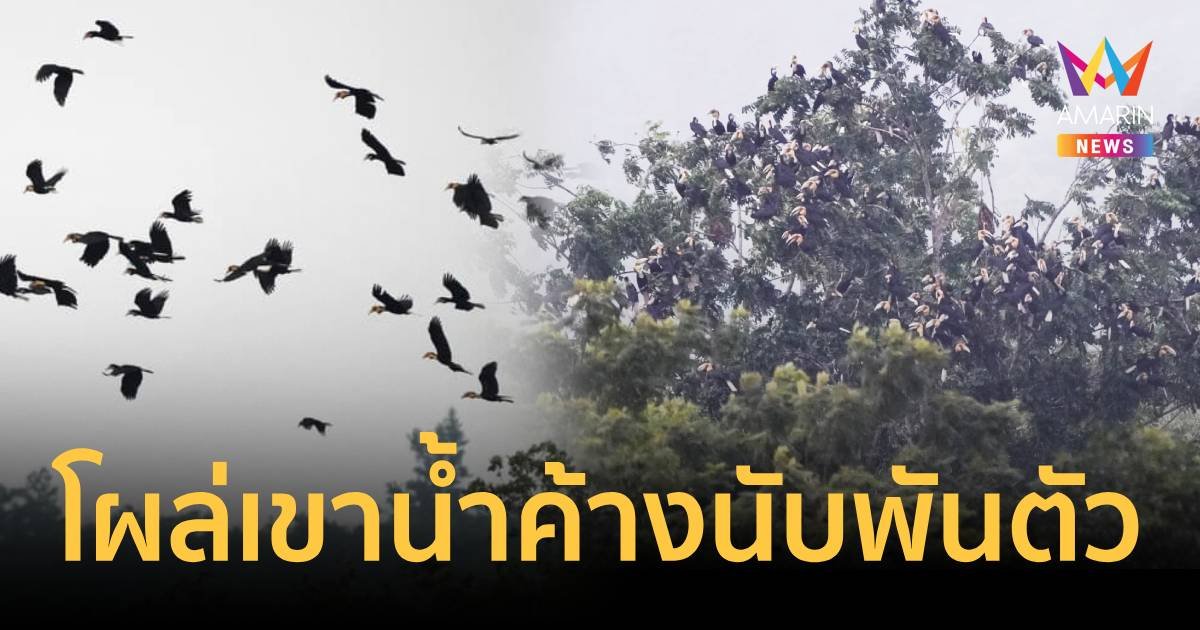 ตื่นตาตื่นใจ ฝูงนกเงือกกรามช้างปากเรียบ โผล่อุทยานเขาน้ำค้างกว่า 1,500 ตัว