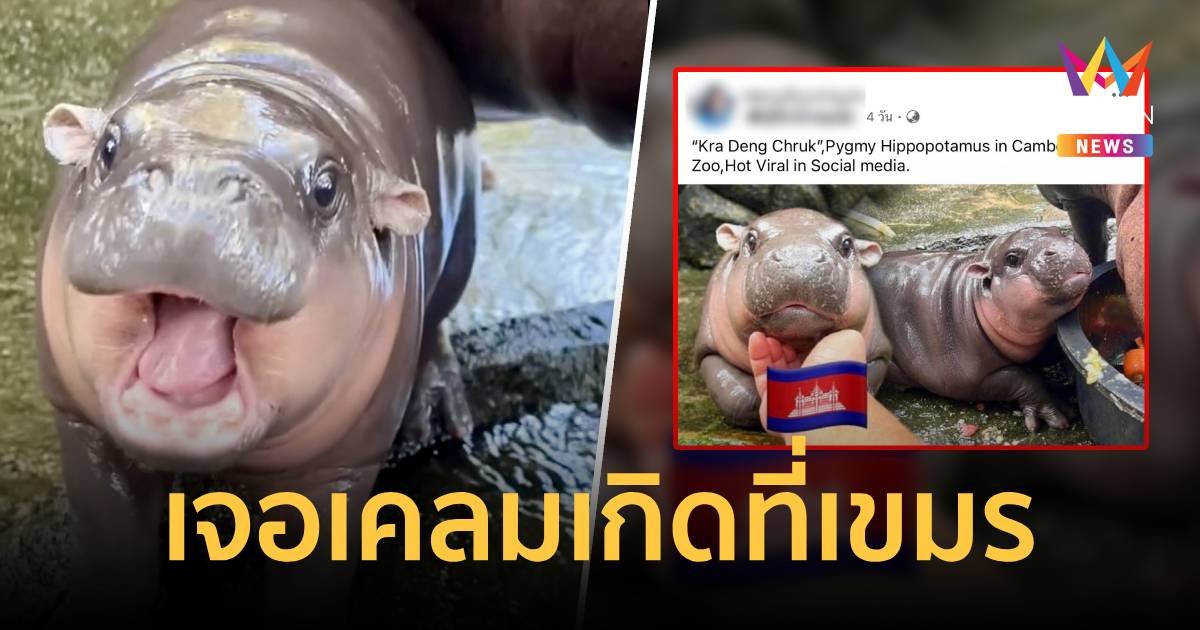 ดรามา น้องหมูเด้งเจอเคลม อ้างเกิดที่สวนสัตว์กัมพูชา