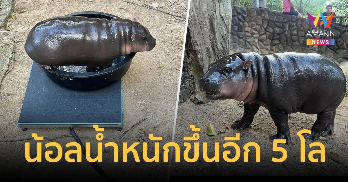 ตรวจสุขภาพ หมูเด้ง แข็งแรงดี น้ำหนักตัวเพิ่มขึ้น 5 กิโล 