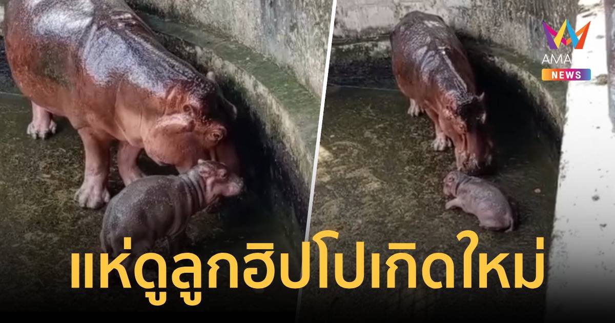 สวนสัตว์ศรีสะเกษแทบแตก ลูกฮิปโปตัวใหม่ป้ายแดงคู่แข่งหมูเด้ง