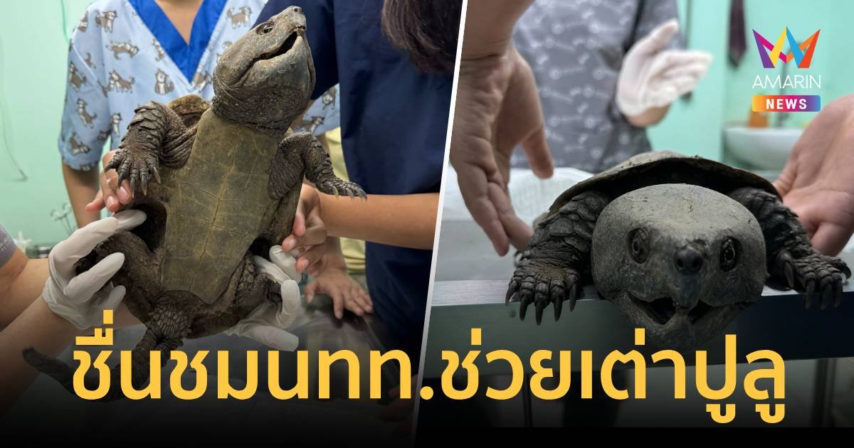 นักท่องเที่ยวช่วย เต่าปูลู บาดเจ็บส่งสัตวแพทย์รักษาจนปลอดภัย