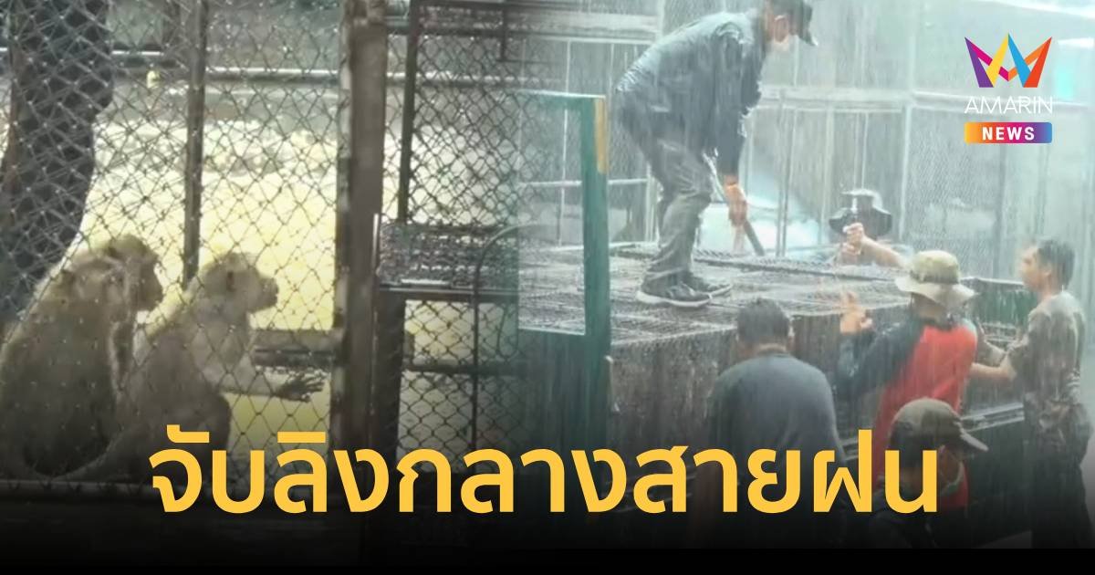 ทุลักทุเล จับลิงท่ามกลางสายฝน ได้ฝูงใหญ่กว่า  80  ตัว 