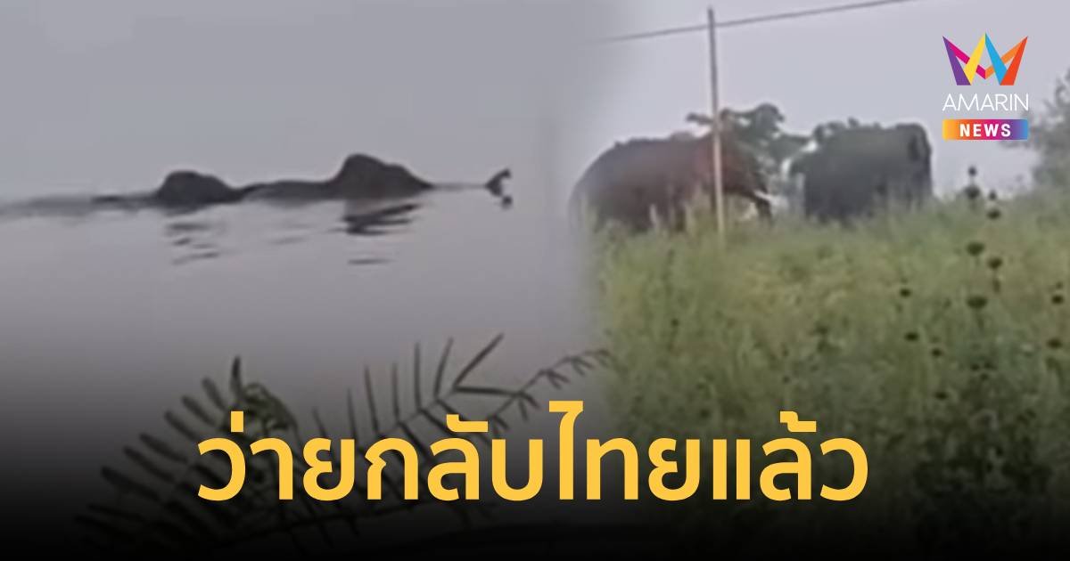 กลับบ้านเกิดแล้ว ช้างป่า 2 ตัวว่ายน้ำข้ามโขงจากไทยไปหากินฝั่งลาว