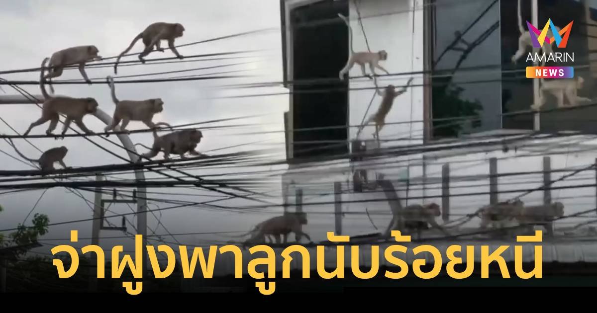 ลิงจ่าฝูงอพยพลูกยกฝูงนับร้อย หนีการจับกุมจากกรมอุทยานฯ