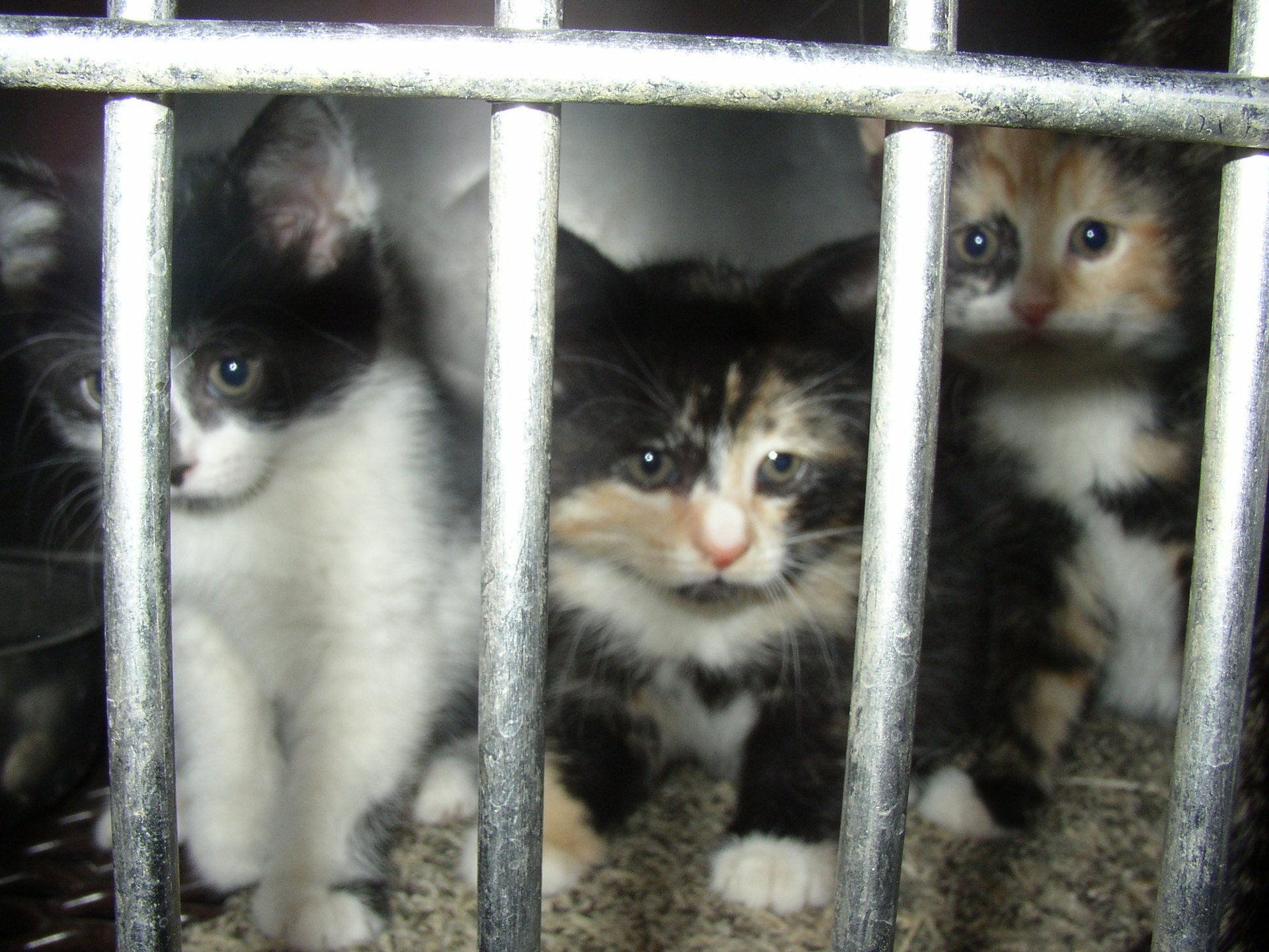 kittens-in-jail-1-1527992-192