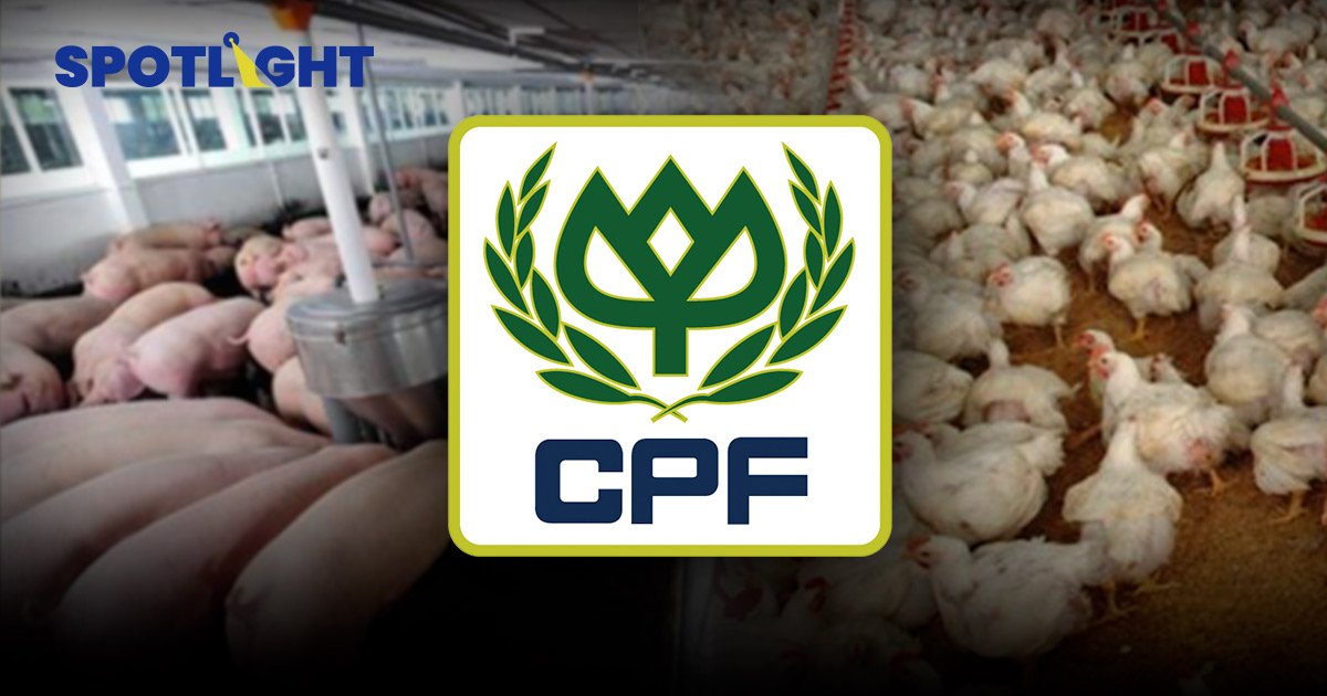 หมู-ไก่ แพงกระฉูด หนุน CPF โกยกำไรปีนี้ เฉียด 2 หมื่นล้าน