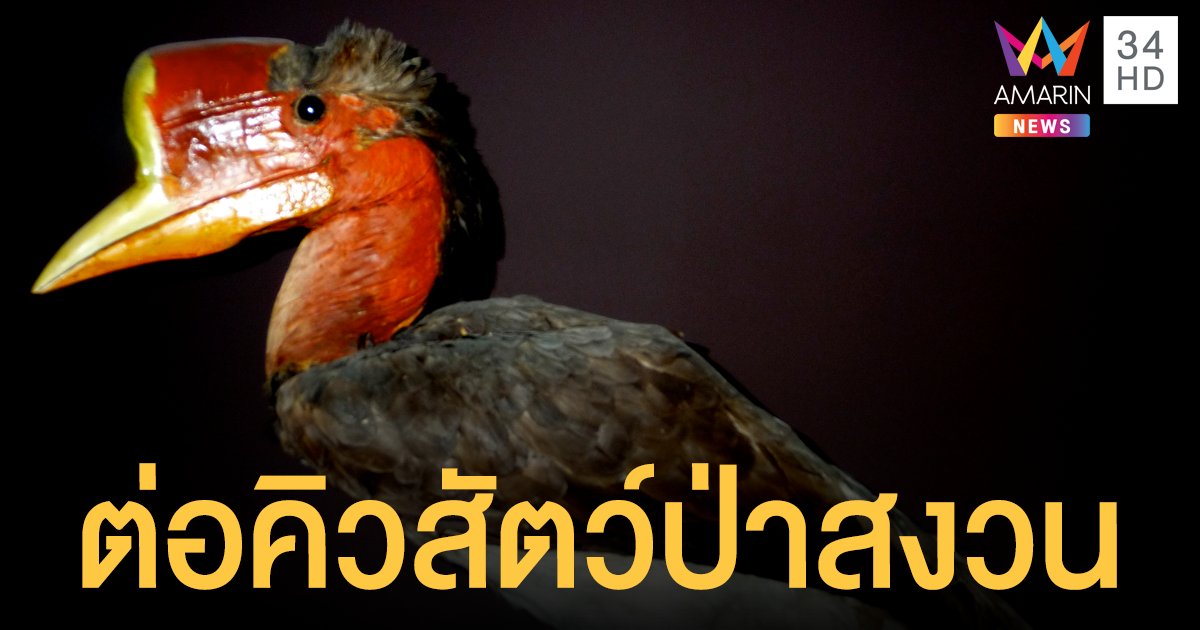 ข่าวดี! นกชนหิว ต่อคิวเป็นสัตว์ป่าสงวนไทย ลำดับที่ 20