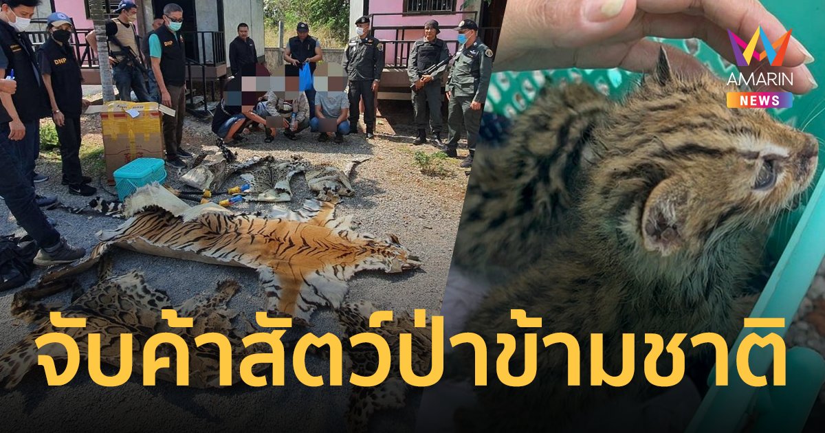 จับกุม ค้าสัตว์ป่าข้ามชาติ ที่กาญจนบุรี พบซากเสือโคร่ง - เสือดำ - ลูกแมวดาว อื้อ!