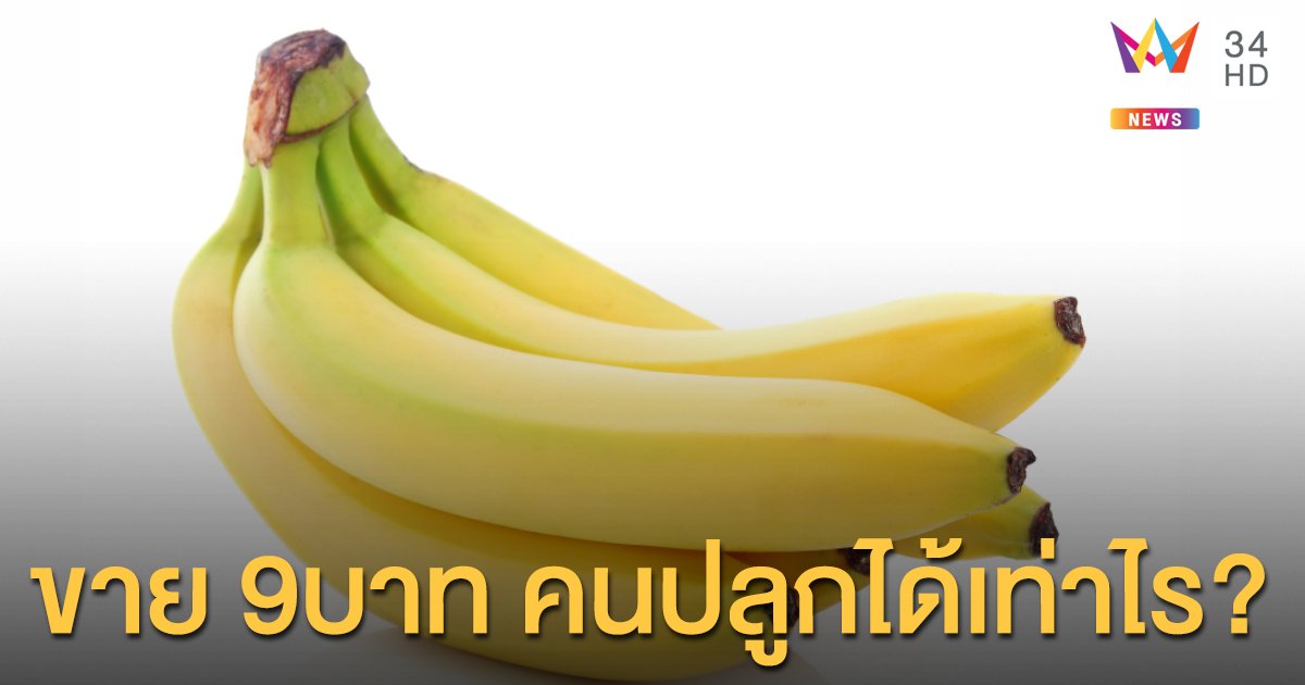 คนไทยซื้อกล้วยหอมใบละ 9 บาท แต่เกษตรกรได้เท่าไร ? 