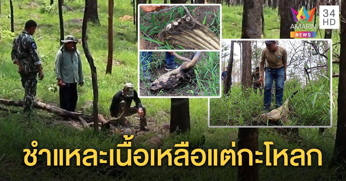 พบซากกระทิงทับลาน อายุ 10 ปี ถูกชำแหละเนื้อกลางป่าในจ.นครราชสีมา