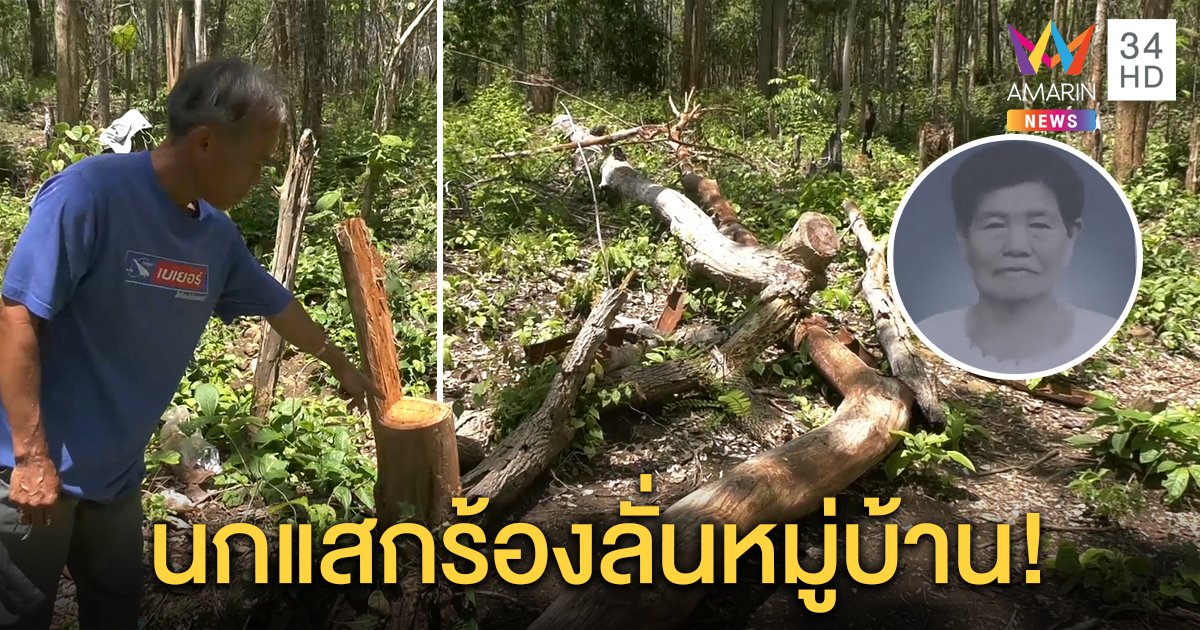 ยายวัย 78 ขึ้นตัดต้นไม้โดนล้มทับเสียชีวิตคาที่ ญาติเชื่อนกแสกร้องบอกลางร้ายมรณะ