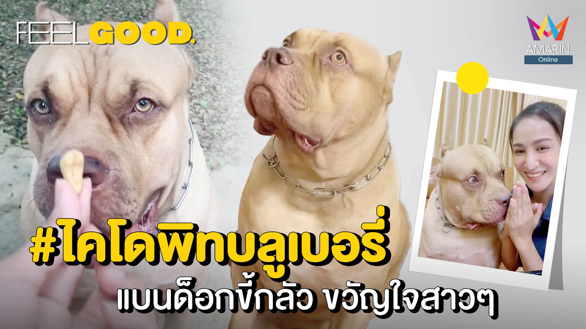 เปิดใจ คุณเจน เจ้าของ ไคโดพิทบลูเบอรี่ หมากลัวตลับเมตร ขวัญใจสาวๆ | FEEL GOOD. | 30 มิ.ย. 64 | AMARIN TVHD34