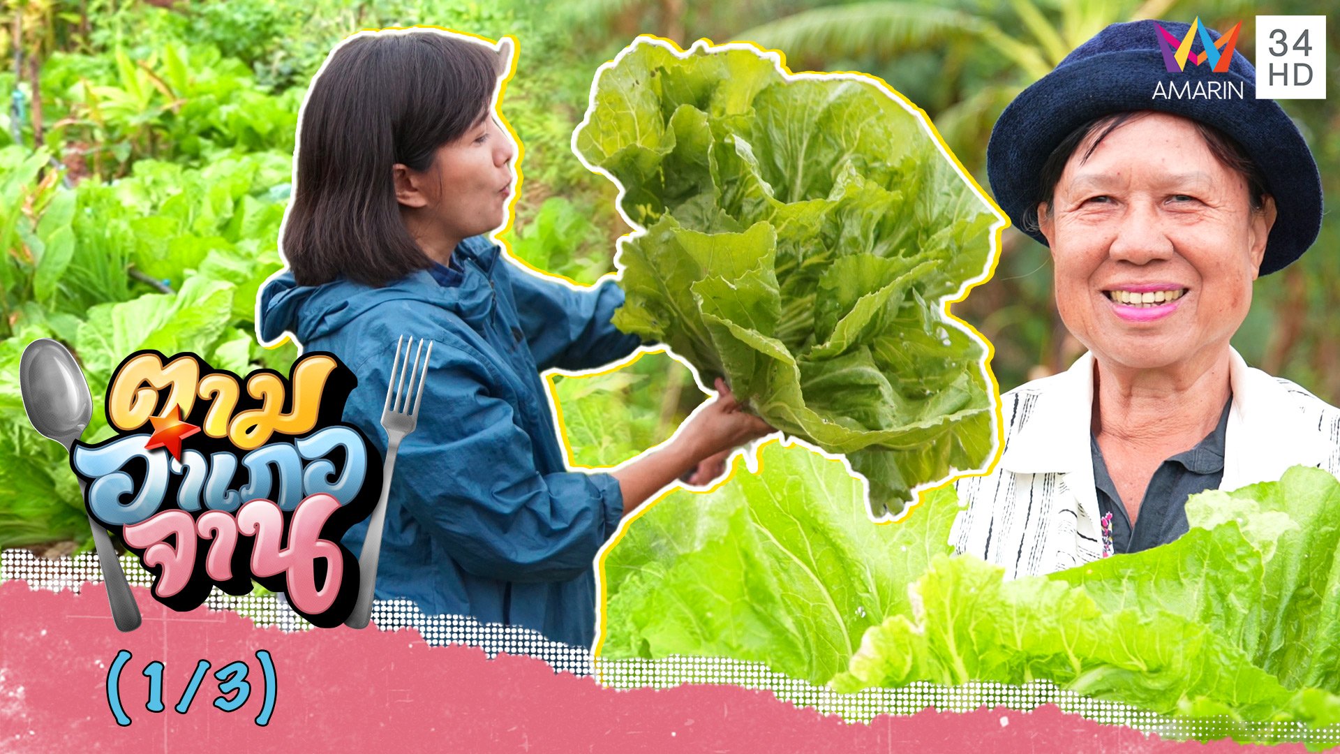 ลุยแปลงผัก เก็บผักกาดเขียวปลี กอใหญ่มาก!  | ตามอำเภอจาน | 21 ม.ค. 66 (1/3) | AMARIN TVHD34
