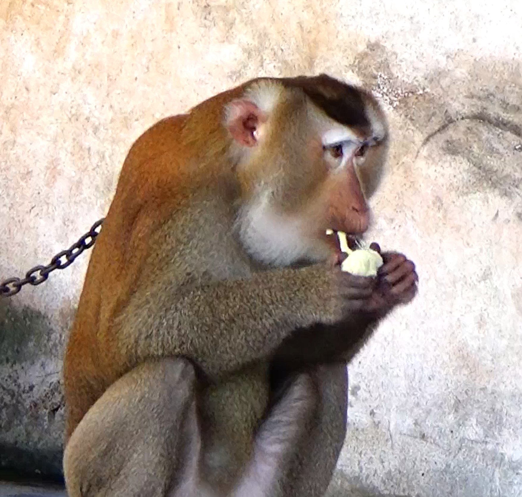 ลิงกินทุเรียน
