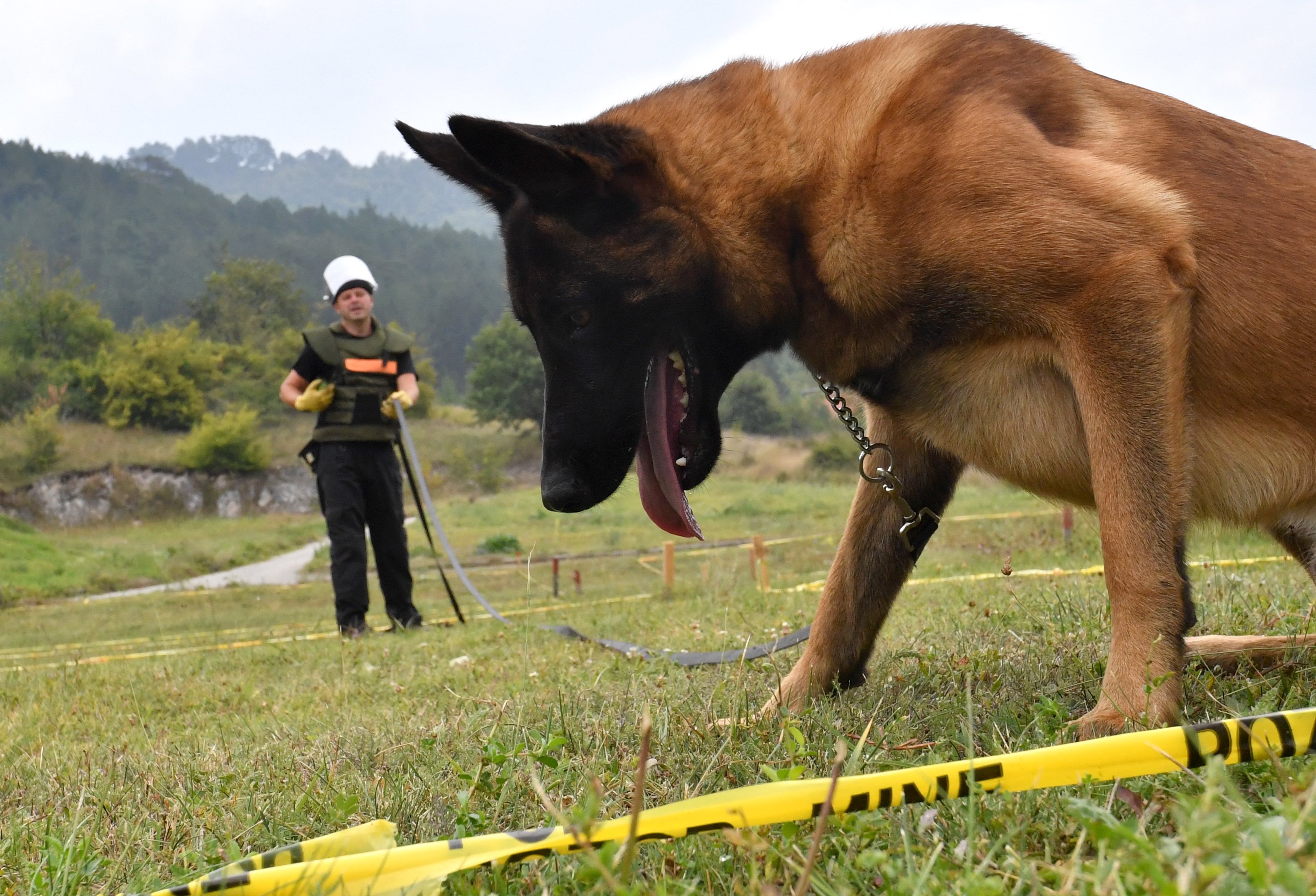 Belgian Malinois 