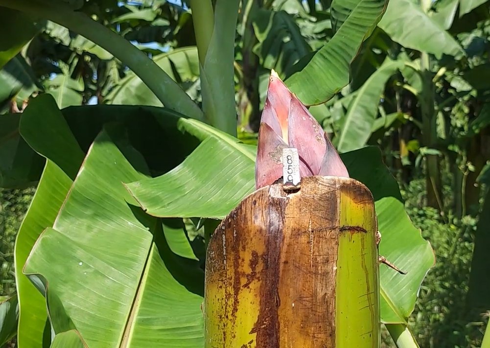 ปลีกล้วยดอกบัว