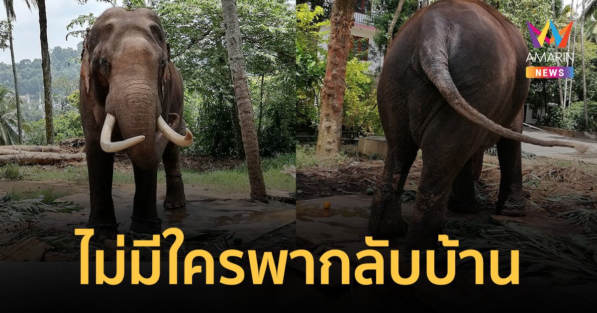 "พลายประตูผา" ช้างไทยในศรีลังกา ถูกพาออกนอกพื้นที่ เลี่ยงเจอคณะจนท.ไทย