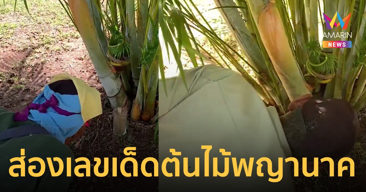 ชาวบ้านโนนไทยแห่ขอ เลขเด็ด ต้นไม้ขึ้นกอคล้ายพญานาค 
