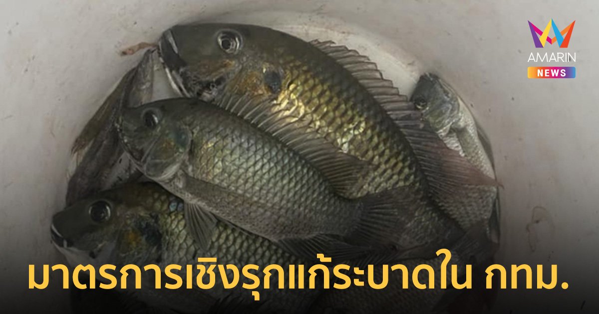 3 มาตรการเชิงรุก แก้ไขปัญหาระบาด "ปลาหมอคางดำ" ในพื้นที่กรุงเทพฯ 