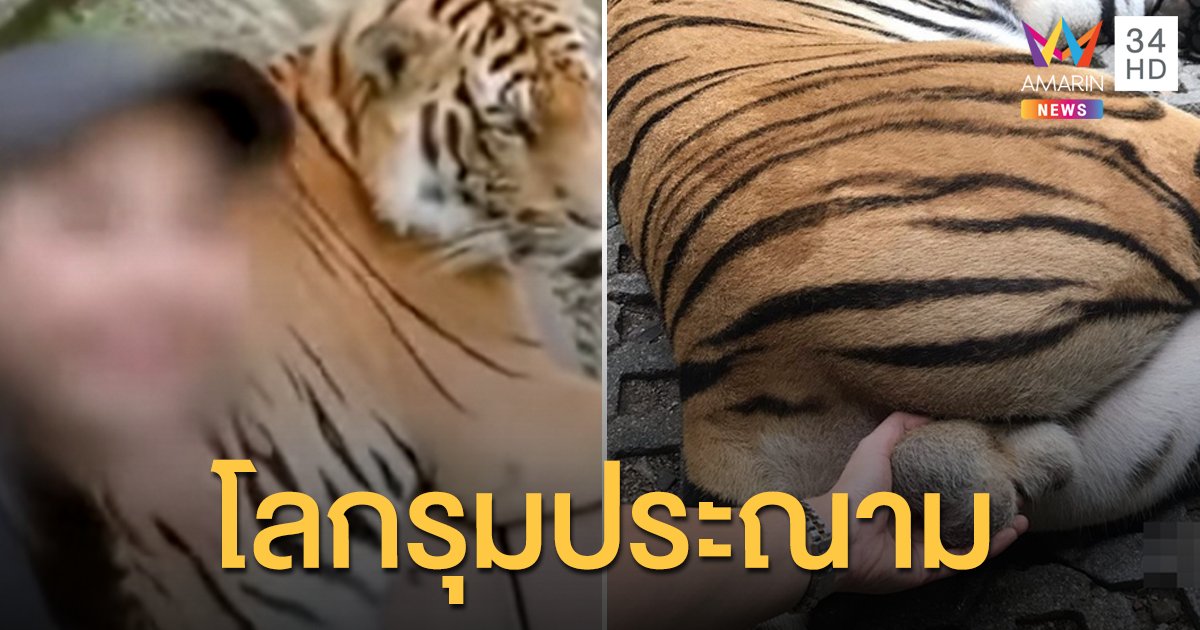 องค์กรพิทักษ์สัตว์ทั่วโลก รุมประณามคลิปสาวไทย “จับอัณฑะเสือ”