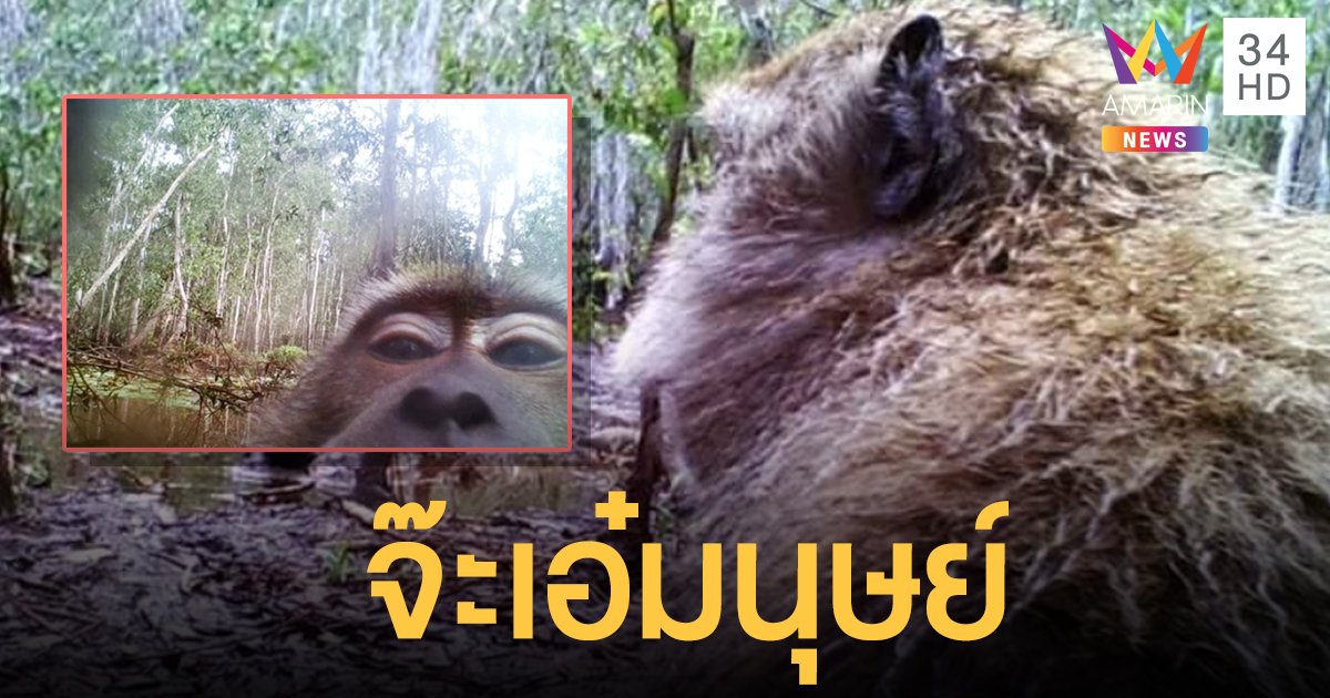 โซเชียลแห่เอ็นดู "ลิงแสม" โชว์ตัวหน้ากล้องดักถ่าย เขตห้ามล่าสัตว์ป่าบ่อล้อ​  จ.นครศรีฯ
