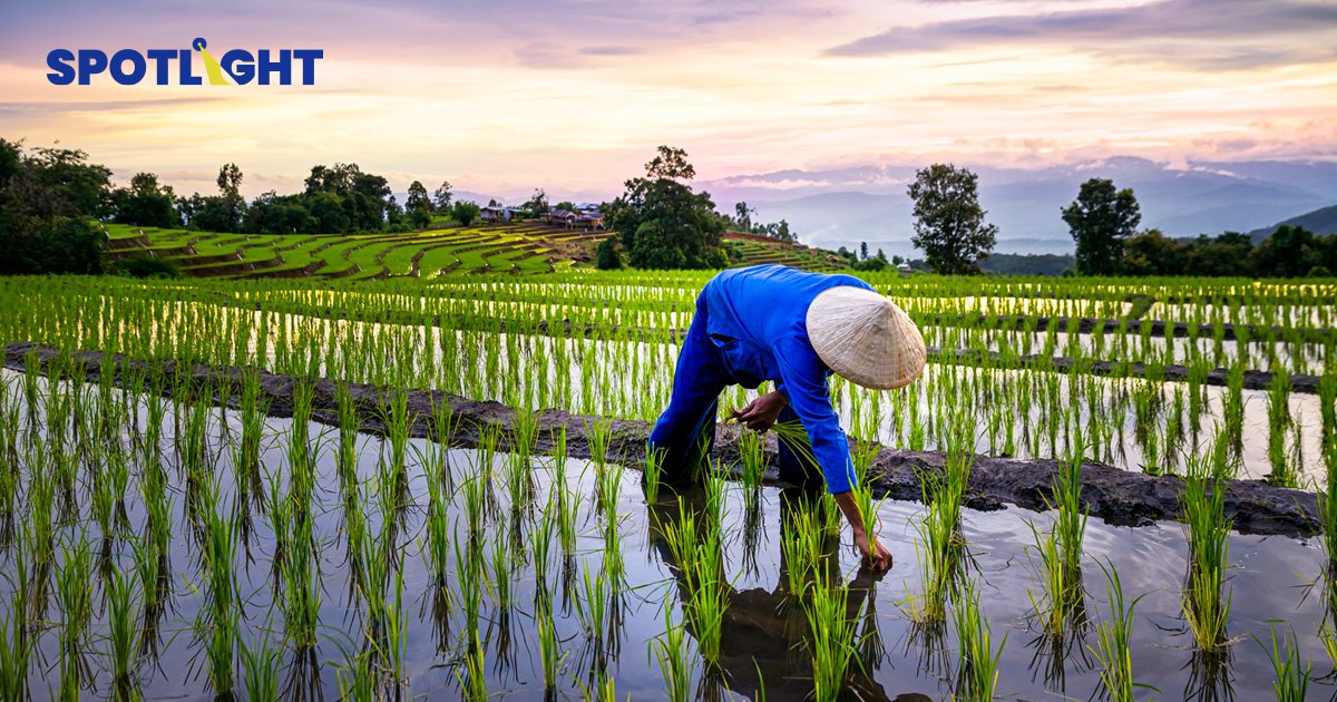 เกษตรกรไทยเตรียมรับมือปรากฏการณ์'เอลนีโญ' คาดผลผลิตข้าวปี 66 ลดราว6.0%