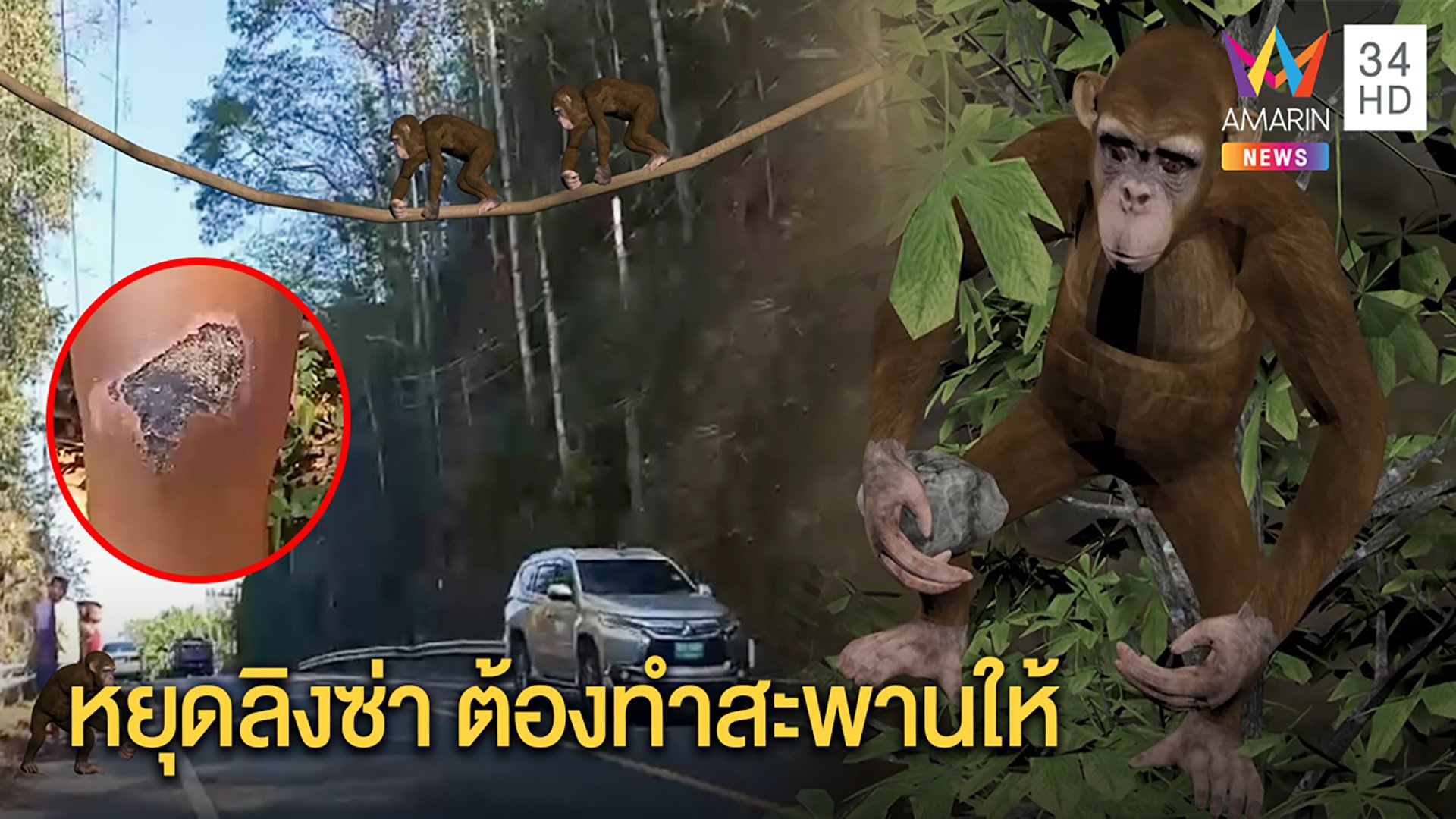 ลิงอันธพาล โมโหข้ามถนนไม่ได้ ปาหินหยุดรถ คนล้มเจ็บ จนท.จ่อขึงสลิงเป็นสะพานให้ | ทุบโต๊ะข่าว | 22 มี.ค. 63 | AMARIN TVHD34