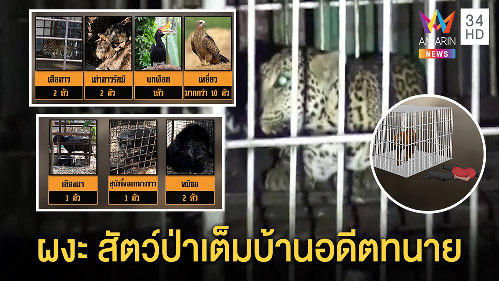 ทนายดับข้างกรงเสือ ผงะสัตว์ป่าคุ้มครองเต็มบ้าน สภาพอดอยาก พบไม่มีใบอนุญาต | ทุบโต๊ะข่าว | 24 มี.ค. 63 | AMARIN TVHD34