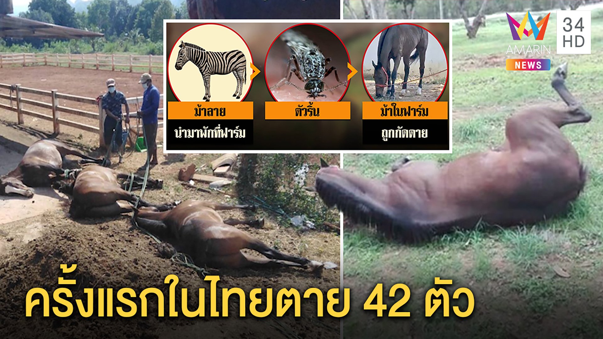ครั้งแรกในไทย!ม้าแข่งตายเฉียบพลัน42ตัว พบตัวริ้นพาหะนำโรค ฟาร์มเจอหายนะ 11 แห่ง | ทุบโต๊ะข่าว | 27 มี.ค. 63 | AMARIN TVHD34