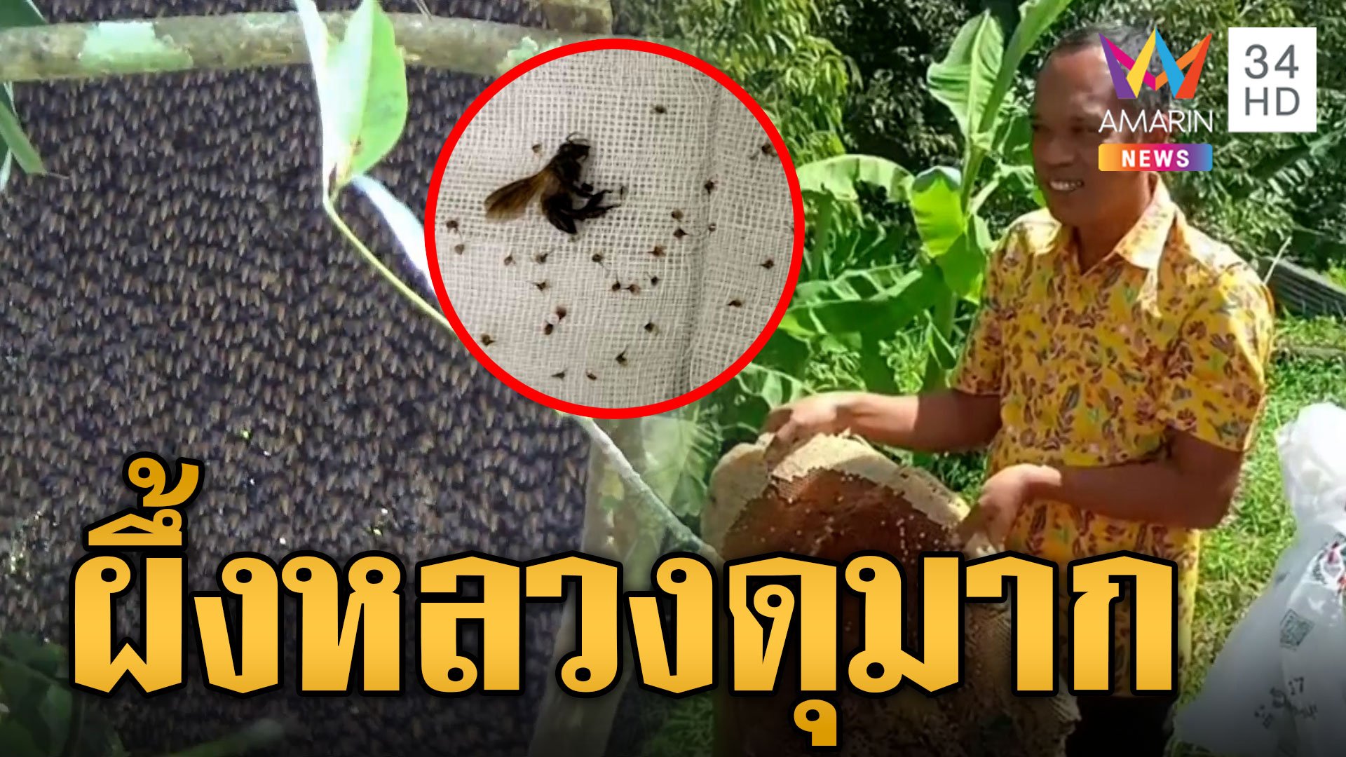 ผึ้งหลวงดุ! ชาวบ้านโดนผึ้งรุมต่อยเจ็บเพียบ 15 คน รังใหญ่เบิ้มวอนปราบ | ข่าวเที่ยงอมรินทร์ | 3 ม.ค. 67 | AMARIN TVHD34