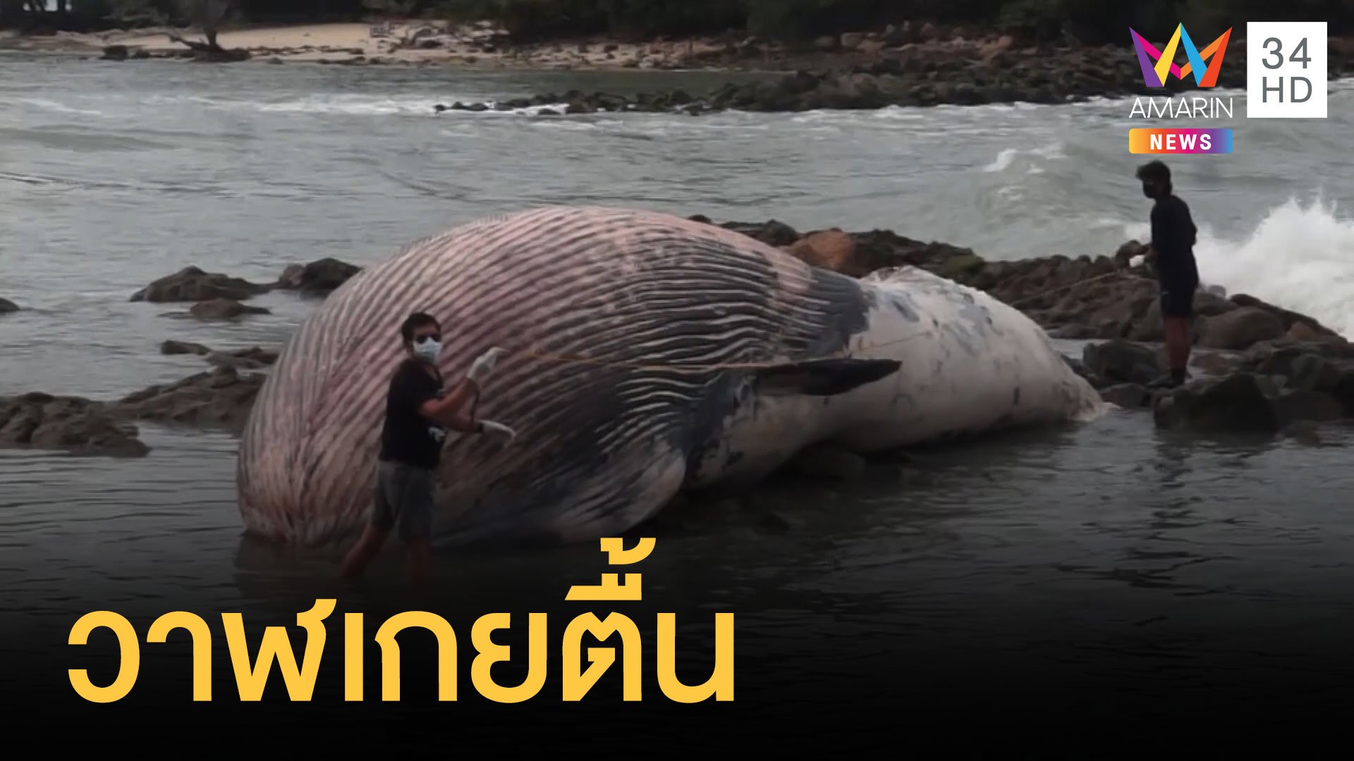 วาฬบรูด้าเกยตื้นหนัก 7 ตัน ถูกคลื่นซัดเกยหาดเกาะสมุย | ข่าวอรุณอมรินทร์ | 11 ม.ค. 64 | AMARIN TVHD34