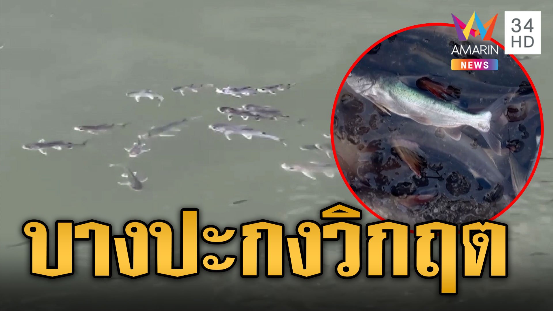 แม่น้ำบางปะกงเกิดวิกฤต กุ้งหอยปูปลาแห่ขึ้นมาหายใจ | ข่าวอรุณอมรินทร์ | 14 พ.ย. 66 | AMARIN TVHD34