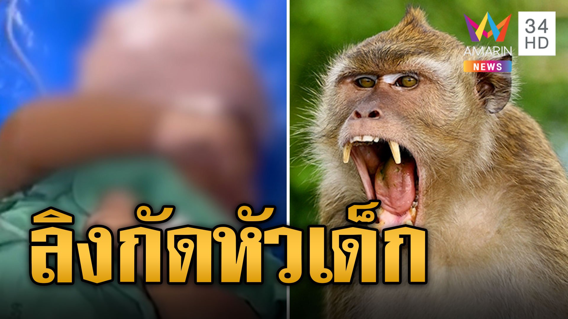 ผวา! ลิงแสม เกาะไม่ไผ่ กัดหัวเด็ก 3 เดือน ทะลุกะโหลก | ข่าวอรุณอมรินทร์ | 15 พ.ย. 66 | AMARIN TVHD34