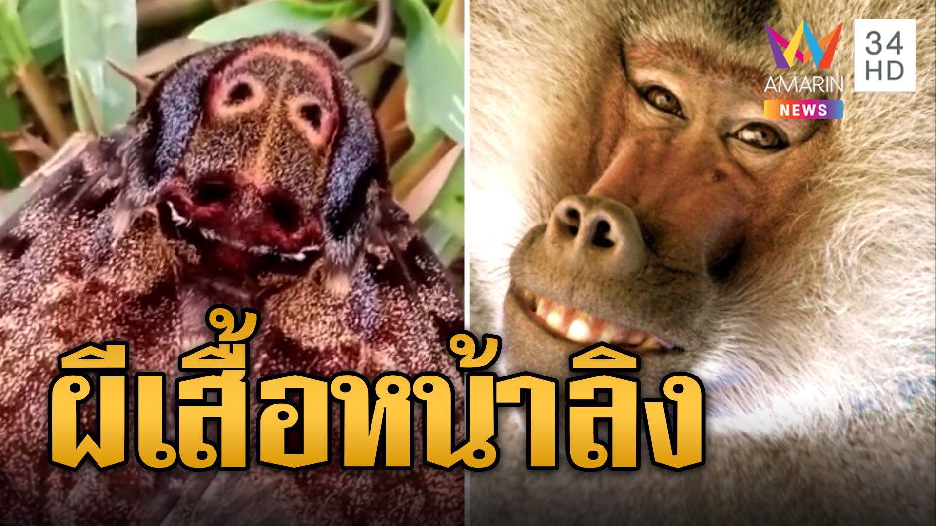 ฮือฮา! ผีเสื้อแปลก หน้าคล้ายลิงบาบูน | ข่าวอรุณอมรินทร์ | 3 พ.ย. 66 | AMARIN TVHD34