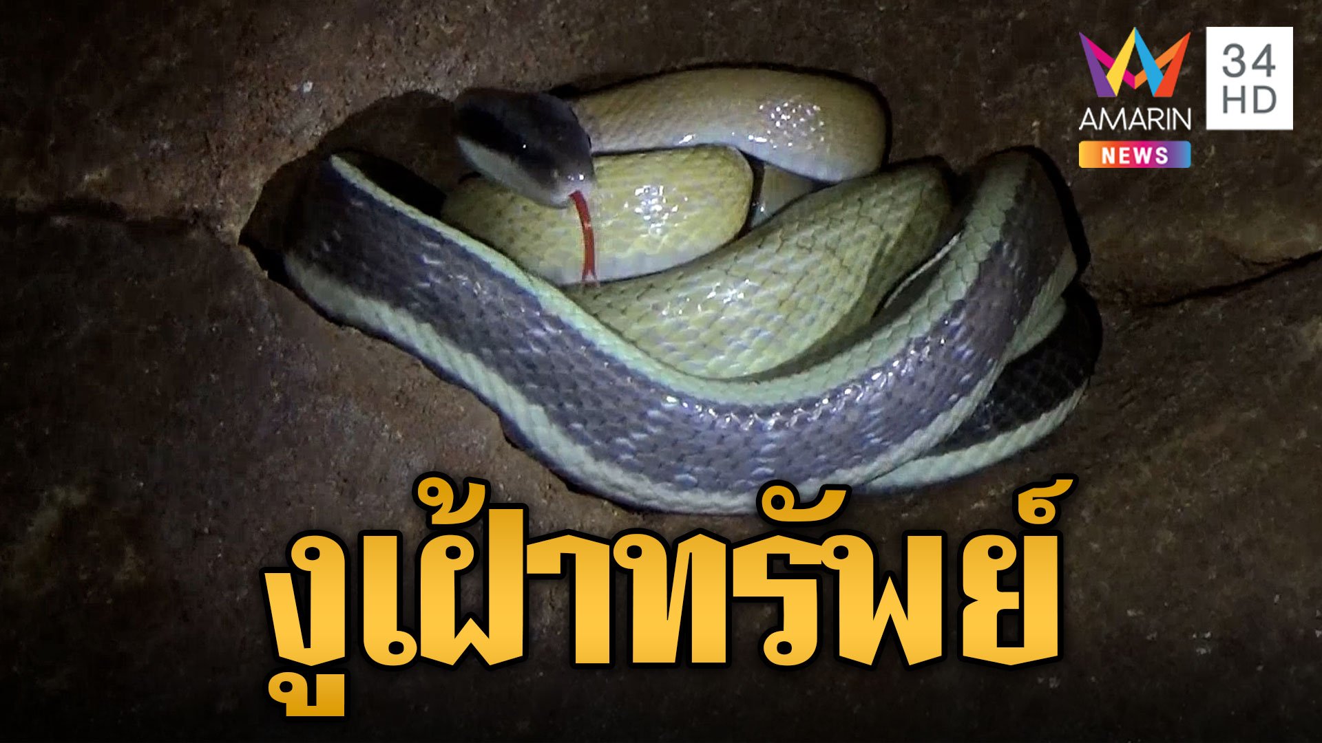 หายากในไทย งูกาบหมากหางนิล โผล่ถ้ำเฝ้าสมบัติ | ข่าวอรุณอมรินทร์ | 8 พ.ย. 66 | AMARIN TVHD34