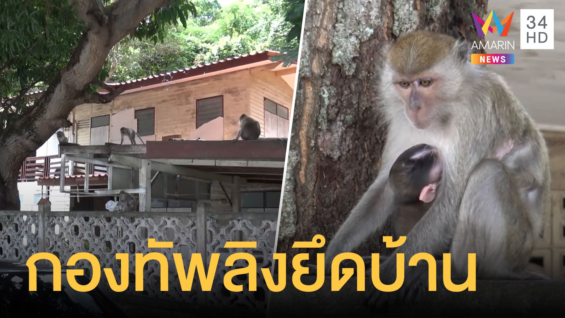 ฝูงลิงยึดบ้าน เจ้าของบ้านเซ็ง หยุด 4 วันต้องรบกับลิง | ข่าวอรุณอมรินทร์ | 8 ก.ย. 63 | AMARIN TVHD34