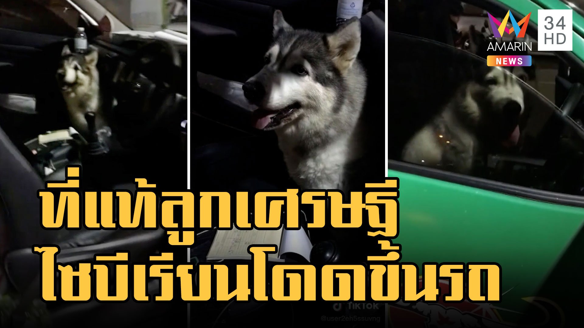 หมาไซบีเรียน กระโดดขึ้นมาบนรถขนส่ง | ข่าวเที่ยงอมรินทร์ | 11 พ.ย. 65 | AMARIN TVHD34