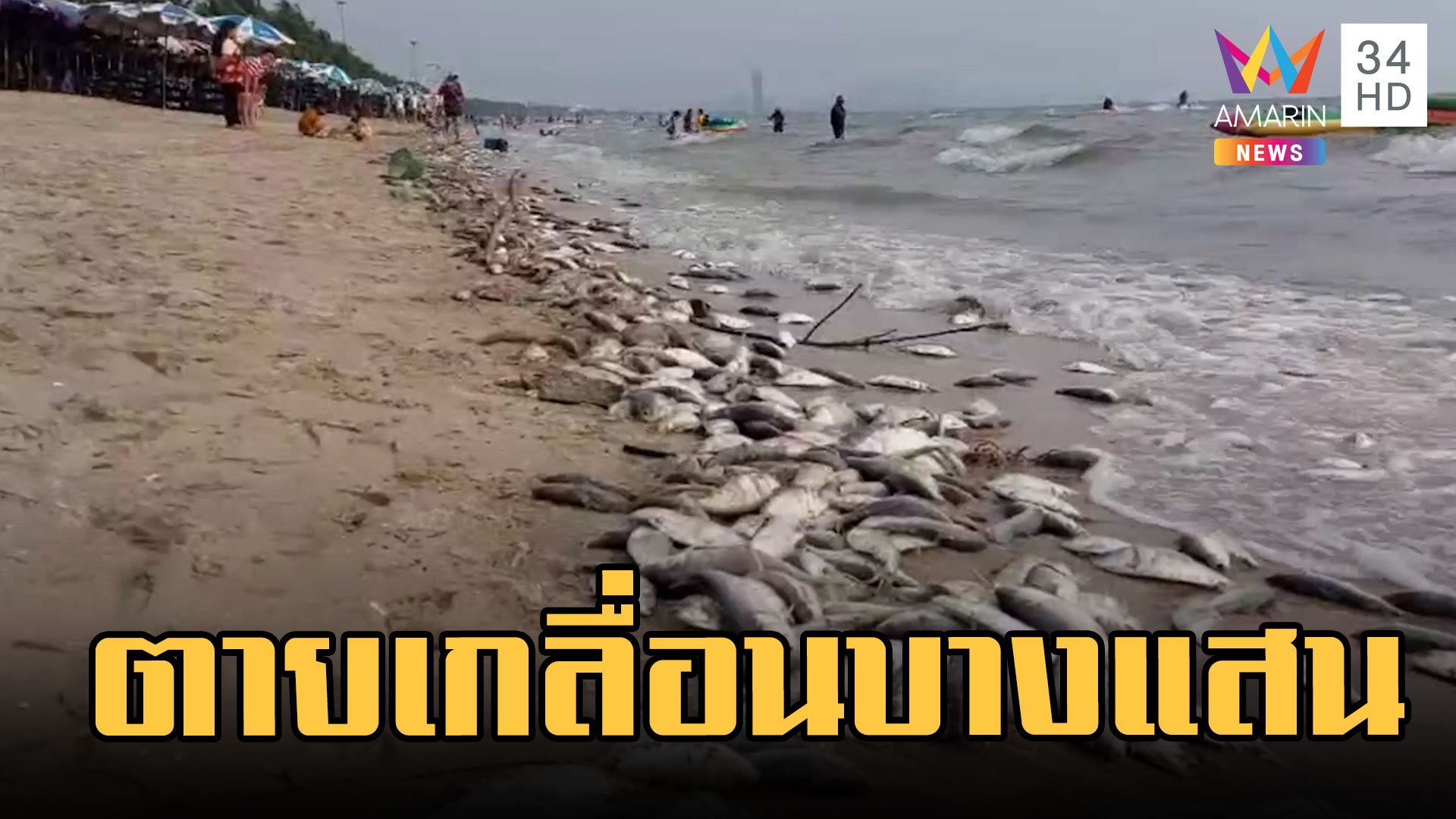 ปลาตายเกลื่อนเต็มชายหาดบางแสน  | ข่าวเที่ยงอมรินทร์ | 12 มี.ค. 66 | AMARIN TVHD34